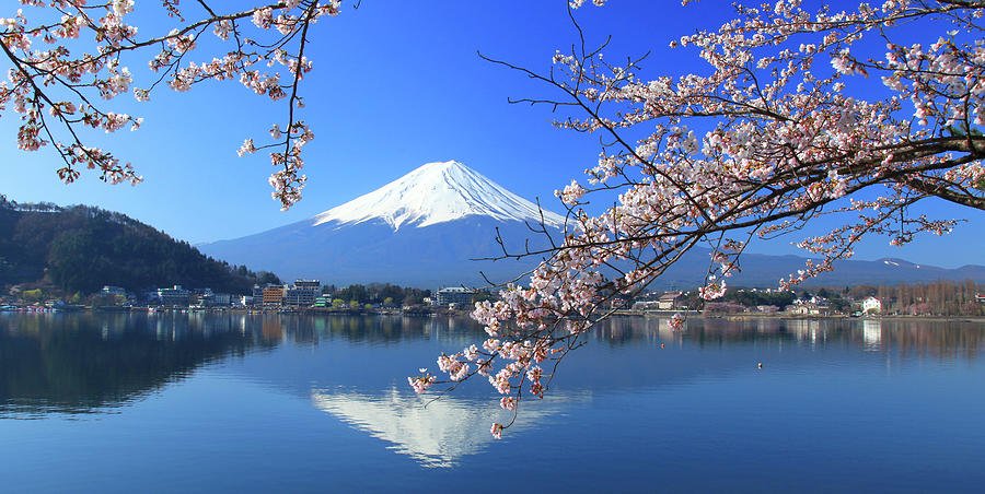 mount-fuji-and-sakura-photo-by-prasit-chansareekorn