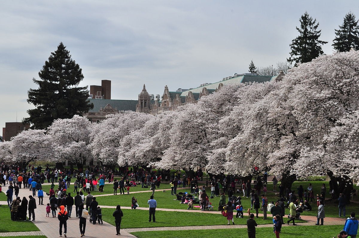 University_of_Washington_Quad_cherry_blossoms_2014_-_21_(13347650423)