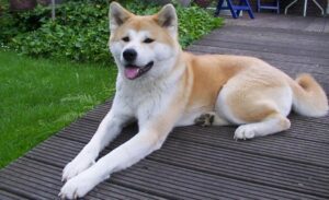 8-akita inu
