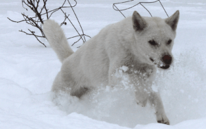 8-kishu ken