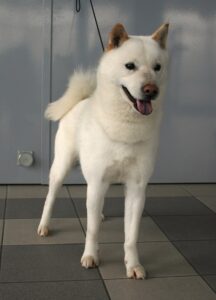 8-hokkaido inu