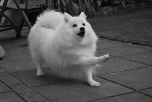 8-japanese spitz