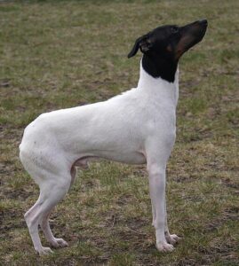 8-japanese terrier