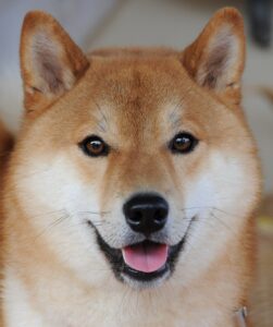 8-shiba inu