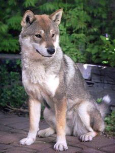 8-shikoku ken