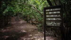 Aokigahara